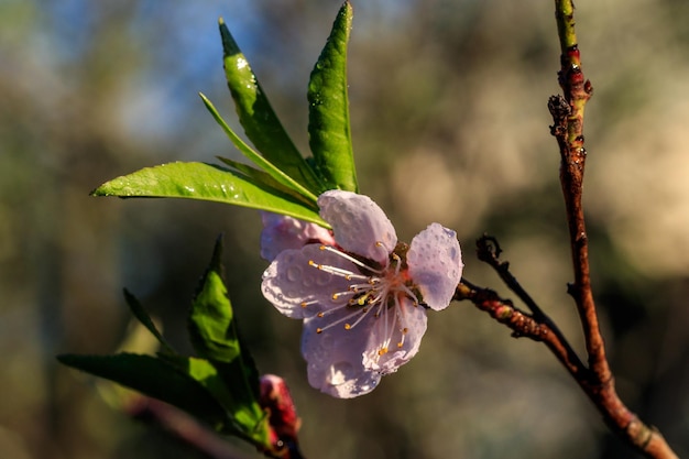 Schöne Blüte von Aprikosenobstbäumen mit Tropfen