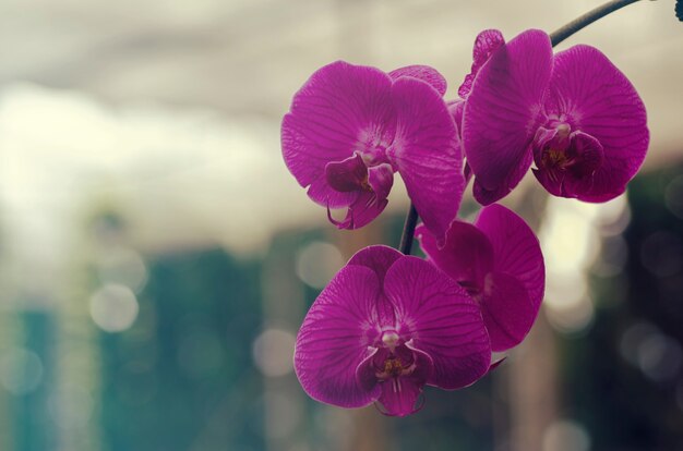 Schöne Blüte von lila Orchideen.