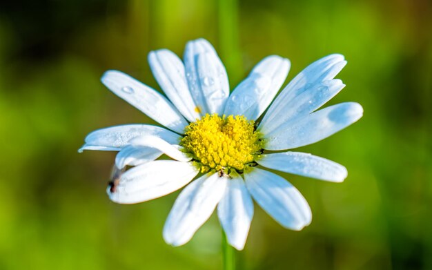 schöne Blüte weiße Blume im Parkgarten Kathmandu Nepal