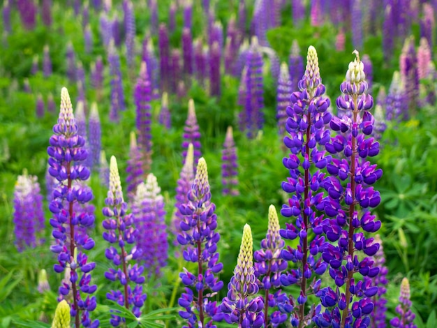 Schöne Blüten von Lupinenblüten auf der Wiese.