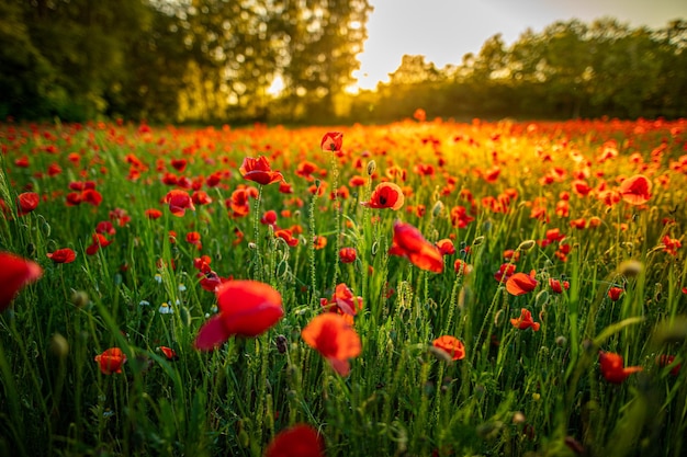 Schöne Blüten von Mohnblumen im Abendlicht in der Natur Nahaufnahme Natürliche Frühlingssommerlandschaft