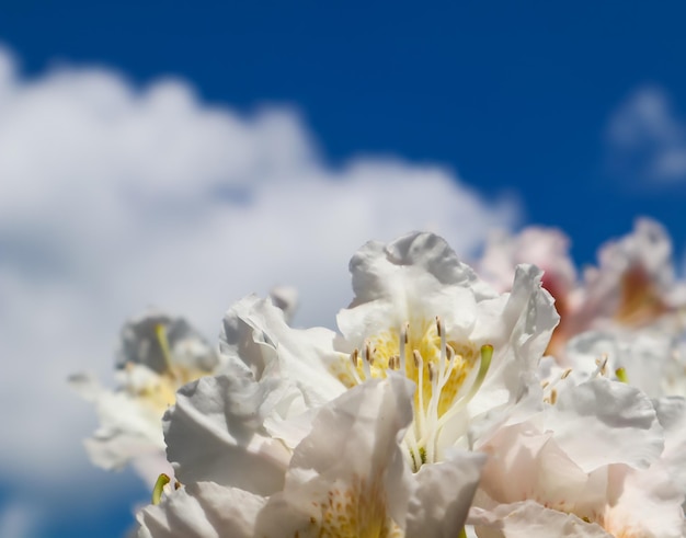 Schöne Blütenblätter der Rhododendron-Blume Cunninghams White auf dem Hintergrund des blauen Himmels mit Wolken
