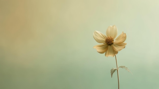 Schöne Blütenblume auf isoliertem Hintergrund. Malerisch