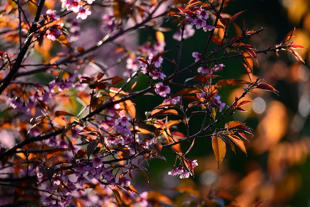 Schöne Blütenrosakirschblüte blüht auf Morgensonnenlicht