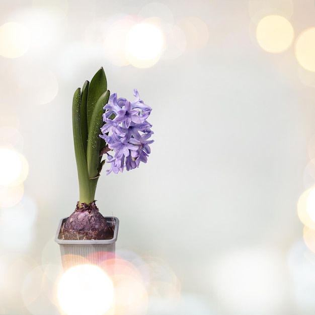 Schöne Blume auf hellem Hintergrund