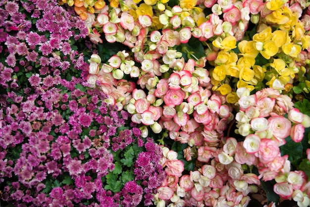 Schöne Blume Blühende bunte Blumen im Garten als Blumenhintergrund