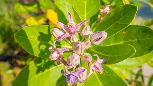 Schöne Blume blühte im Baum