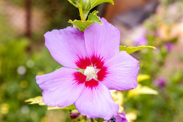 Schöne Blume chinesischer Hibiskus lila