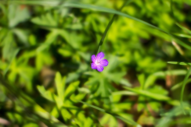 Schöne Blume der purpurroten Wiese auf einem grünen Hintergrund der Vorschau