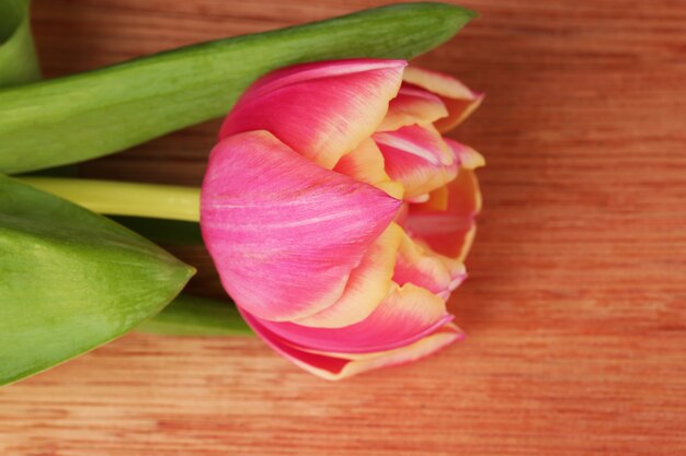 Schöne Blume der rosa Tulpe