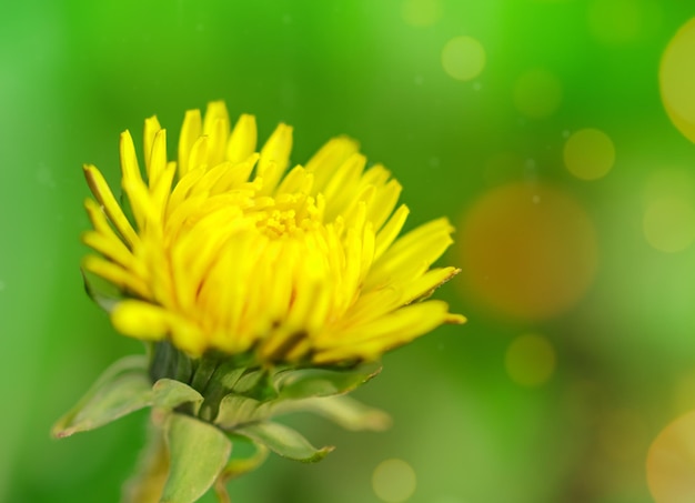 Schöne Blume des gelben Löwenzahns in der Natur auf der Wiese im Sonnenlicht