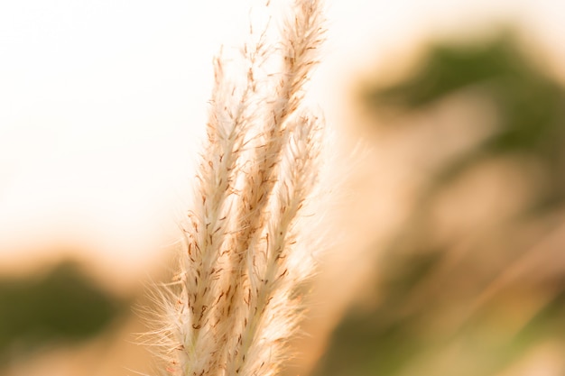 Schöne Blume des Grases auf dem Gebiet im Sonnenuntergang