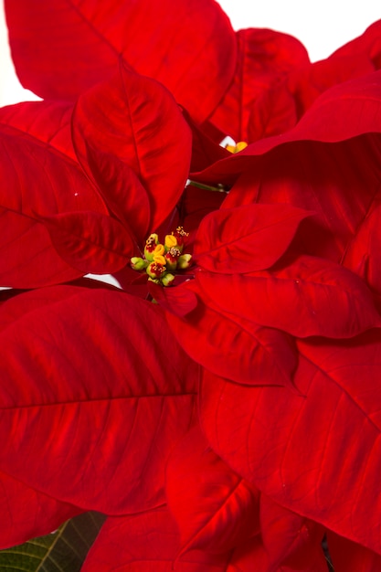 Schöne Blume des Weihnachtssterns (Euphorbiengummi pulcherrima).