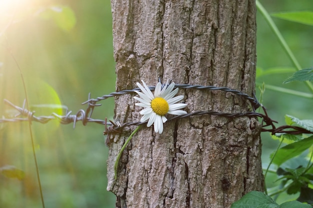 Schöne Blume des weißen Gänseblümchens im Garten