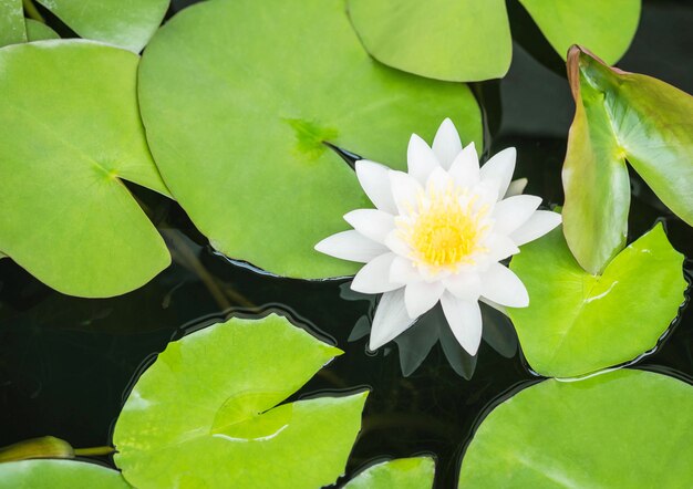 Schöne Blume des weißen Lotos der Nahaufnahme im Teichhintergrund