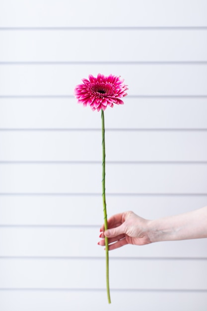 Schöne Blume. Die Arbeit des Floristen. Blumenlieferdienst