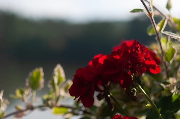 Schöne Blume Hintergrund