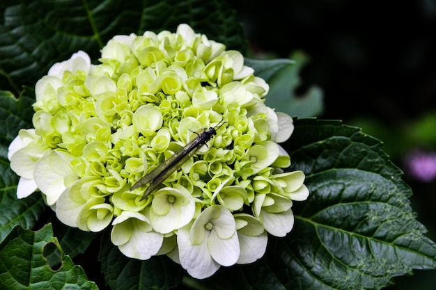 Schöne Blume, Hortensie-Blumen, Hortensie Macrophylla, das im Garten Japan blüht.