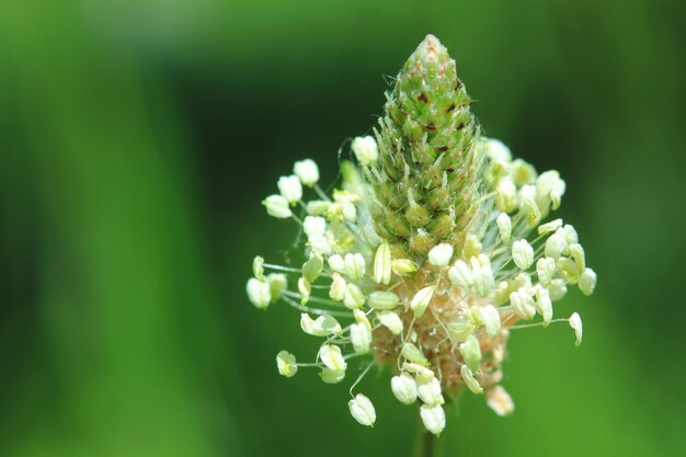 Schöne Blume im Freien