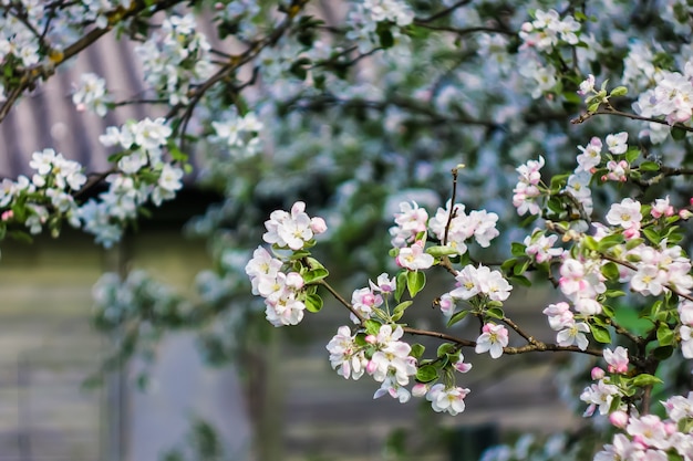 Schöne Blume im Frühling, zartes Blumenmakro