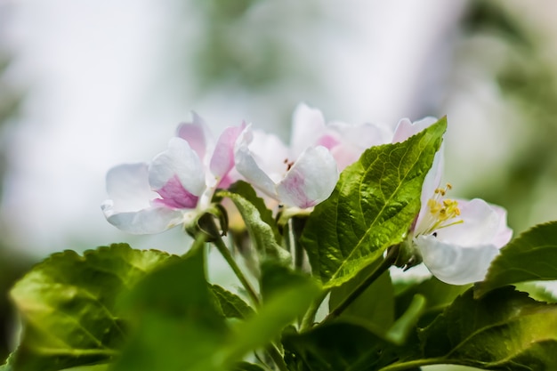 Schöne Blume im Frühling, zartes Blumenmakro