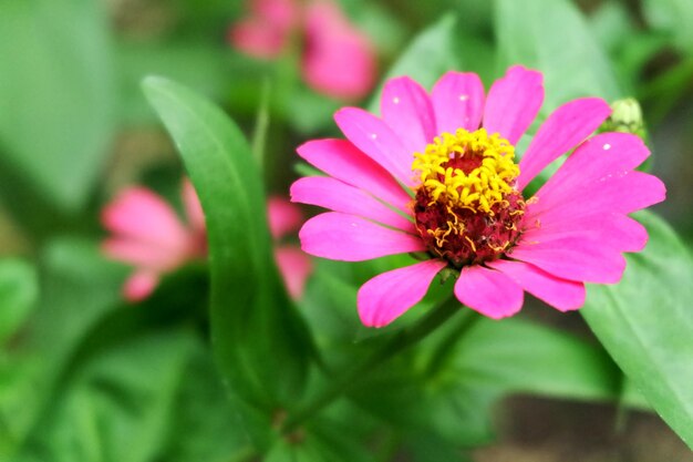 Schöne Blume im Garten hautnah