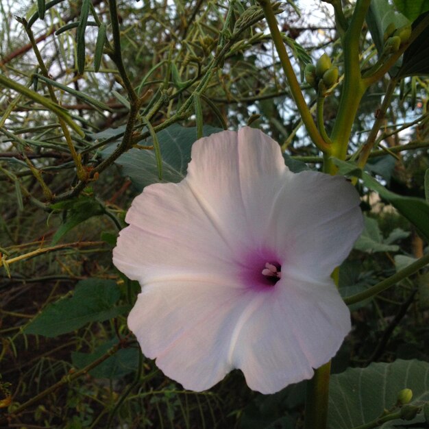 Schöne Blume im Garten