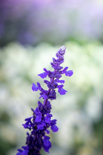 Schöne Blume im Garten