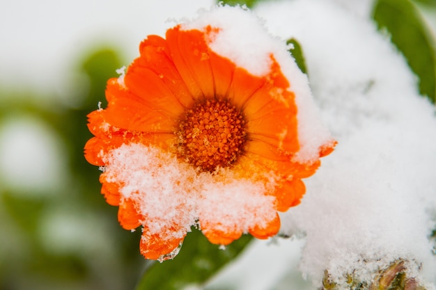 Schöne Blume im Schnee, der erste Schnee fiel