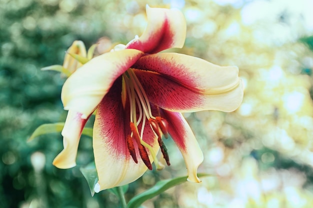 Foto schöne blume im sommergarten