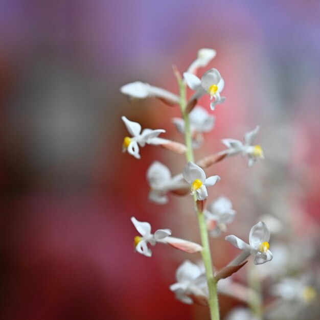 Schöne Blume Makroaufnahme der Natur Jewel Orchid Ludisia verfärben