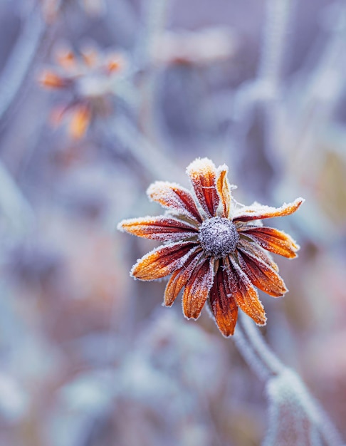 Foto schöne blume mit frost bedeckt