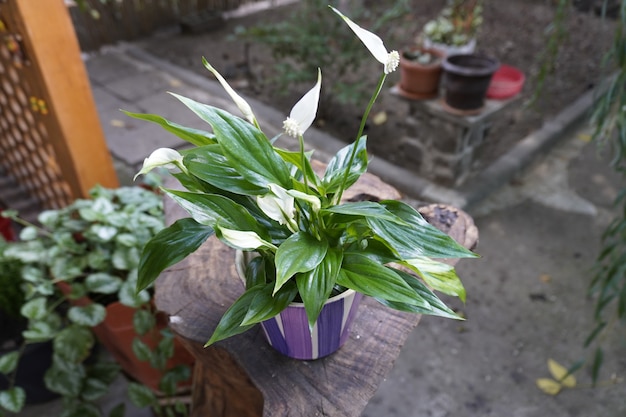 Schöne Blume mit großem Blatt auf Topf