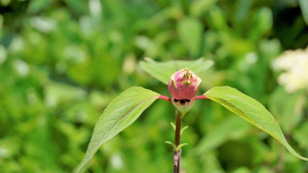 Schöne Blume mit Knospen von Salvia involucrata, auch bekannt als rosiger Blattsalbei