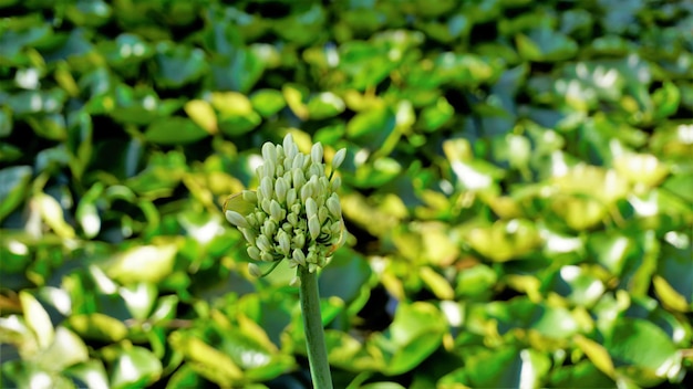 Schöne Blume von Agapanthus africanus, auch bekannt als Lilie des Nils Afrikanische blaue Lilie