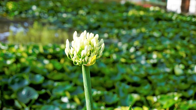 Schöne Blume von Agapanthus africanus, auch bekannt als Lilie des Nils Afrikanische blaue Lilie