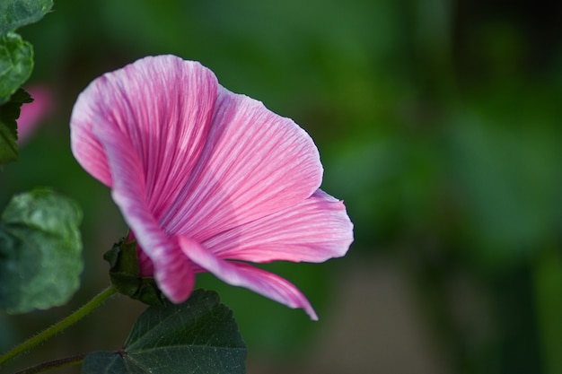 schöne Blume wächst im Sommergarten