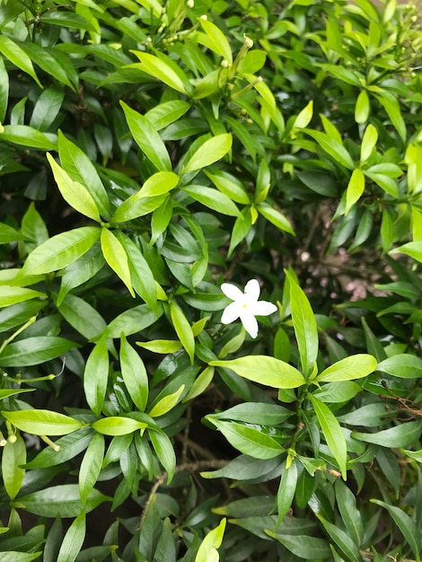 schöne Blume weiß mit Blatt grün Natur Hintergrund frische natürliche Blume