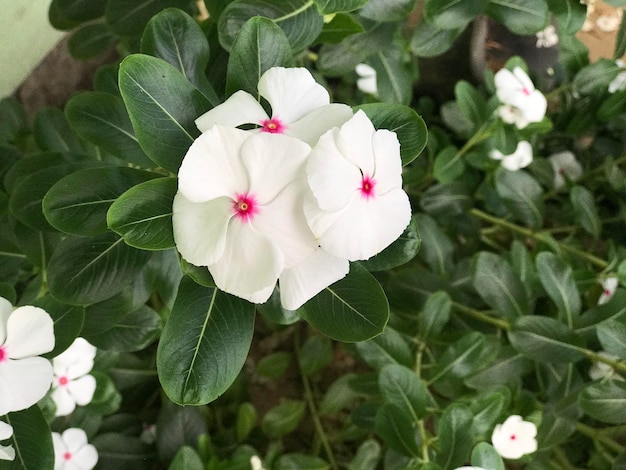 schöne blume weiß und rosa farbe mit blatt grün natur hintergrund frisch natürlich