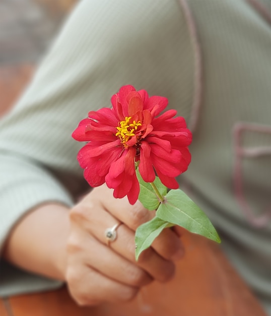 Schöne Blume Zinnia Sonnenblume