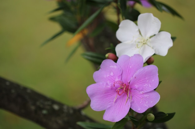 Schöne Blume