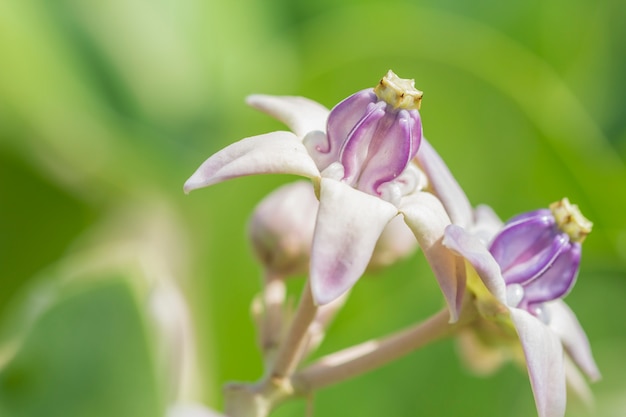 Schöne Blume