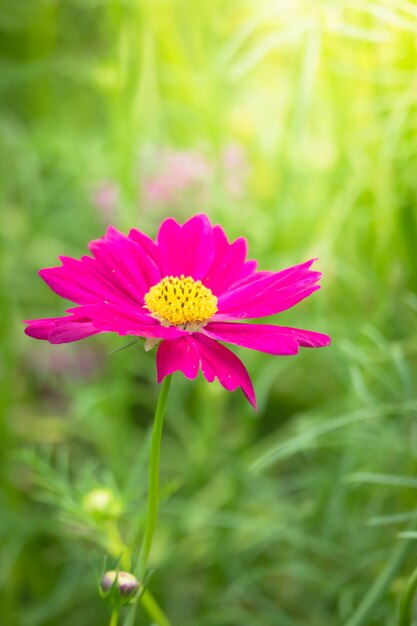 schöne Blume