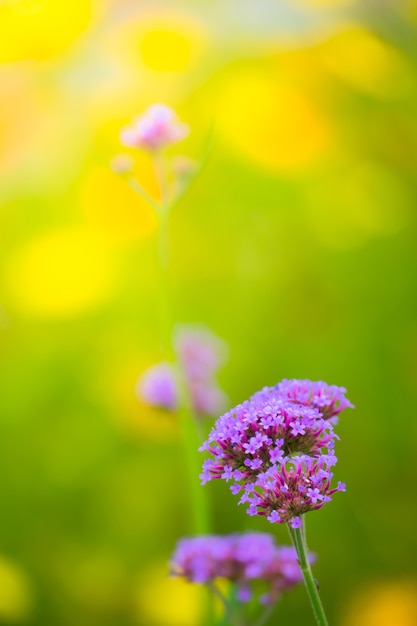 schöne Blume