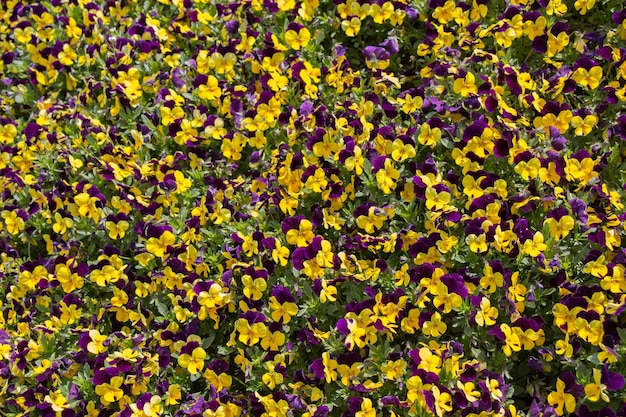 Schöne Blumen als Hintergrund