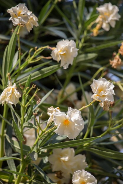 Schöne Blumen als Hintergrund