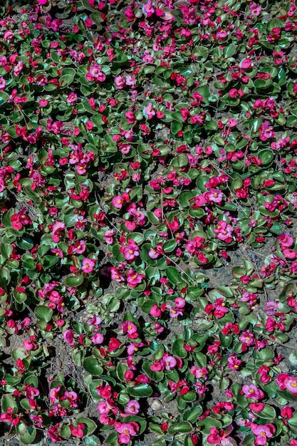 Schöne Blumen als Hintergrund