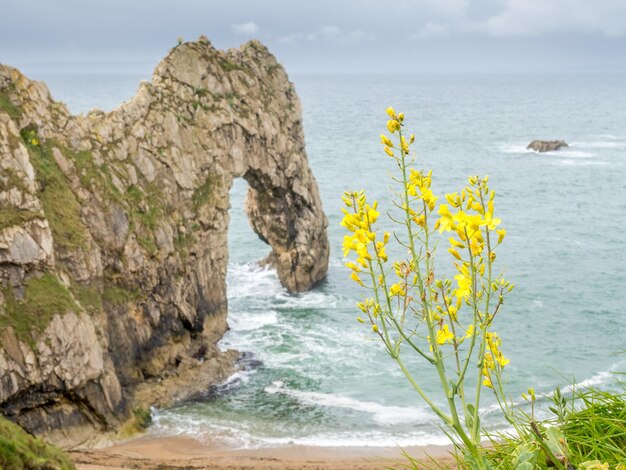 Schöne Blumen an der Klippe bei Durdle Door und Umgebung entlang der Küste in Dorset, England