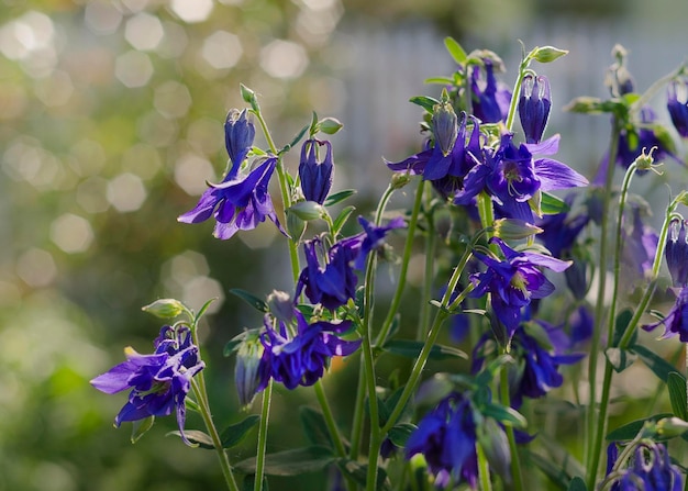 Schöne Blumen Aquilegia Stauden Blau lila Blütenstände