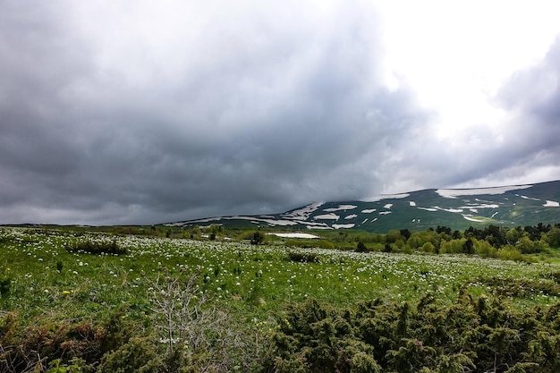 Schöne Blumen auf dem Lago Naki Plateau Adygea Kaukasus